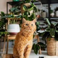 Las plantas hermosas y de bajo mantenimiento, perfectas para tu casa si tenés muchas mascotas