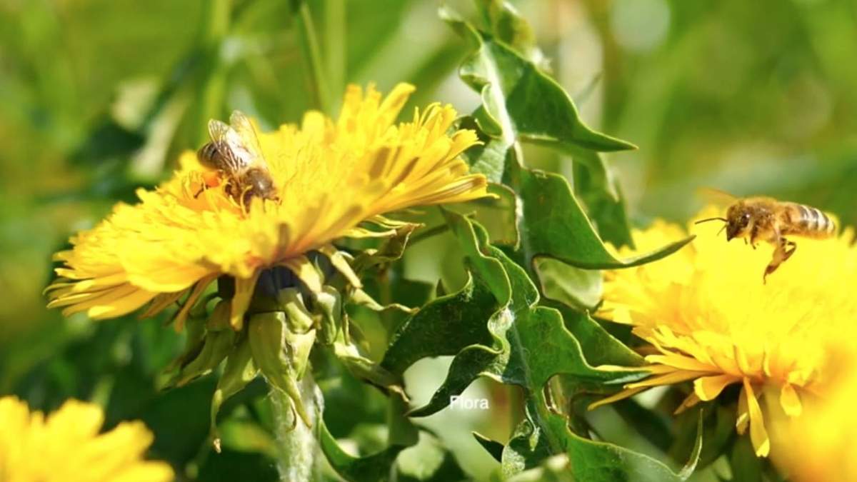 De 170 mil especies de plantas, el 90% dependen de la polinización