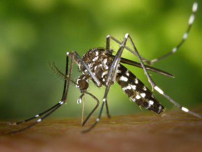 El Ministerio de Salud presentó una guía técnica de vigilancia y control del mosquito del dengue