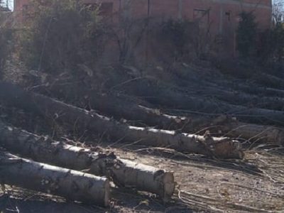 Vecinos de Vista Alegre denunciaron la tala indiscriminada de 10 álamos