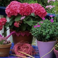 El secreto de los jardineros para que tus plantas sigan floreciendo, sin gastar en fertilizantes