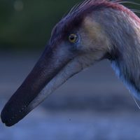Santa Cruz: descubren una nueva especie de dinosaurio raptor en el extremo sur de la Patagonia