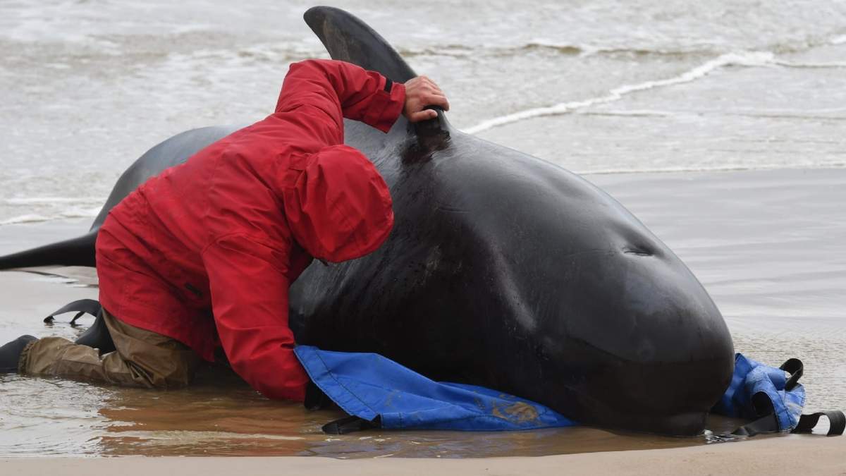 Uno de los rescatistas trabaja para evacuar el cuerpo de una de las ballenas que perecieron. Fuente: (Twitter)