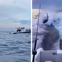 Orca persigue una embarcación con turistas en Sinaloa (Video)