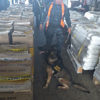 Aseguran casi seis toneladas de cocaína con valor de 77.7 mdd en cajas de pintura