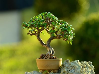El truco de los viveristas para tener tu Árbol de Jade rozagante, sano y con bastantes hojas