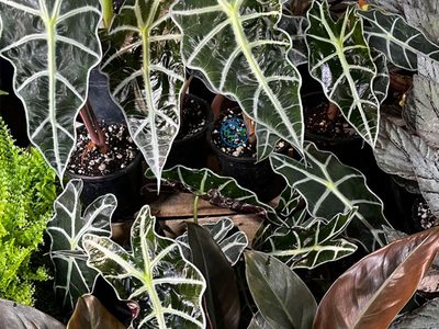 Alocacia amazónica, la hermosa planta que muchos aman pero que esconde un impactante secreto