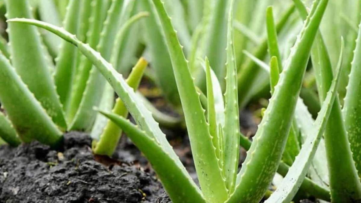 Aloe. Fuente: (Google)
