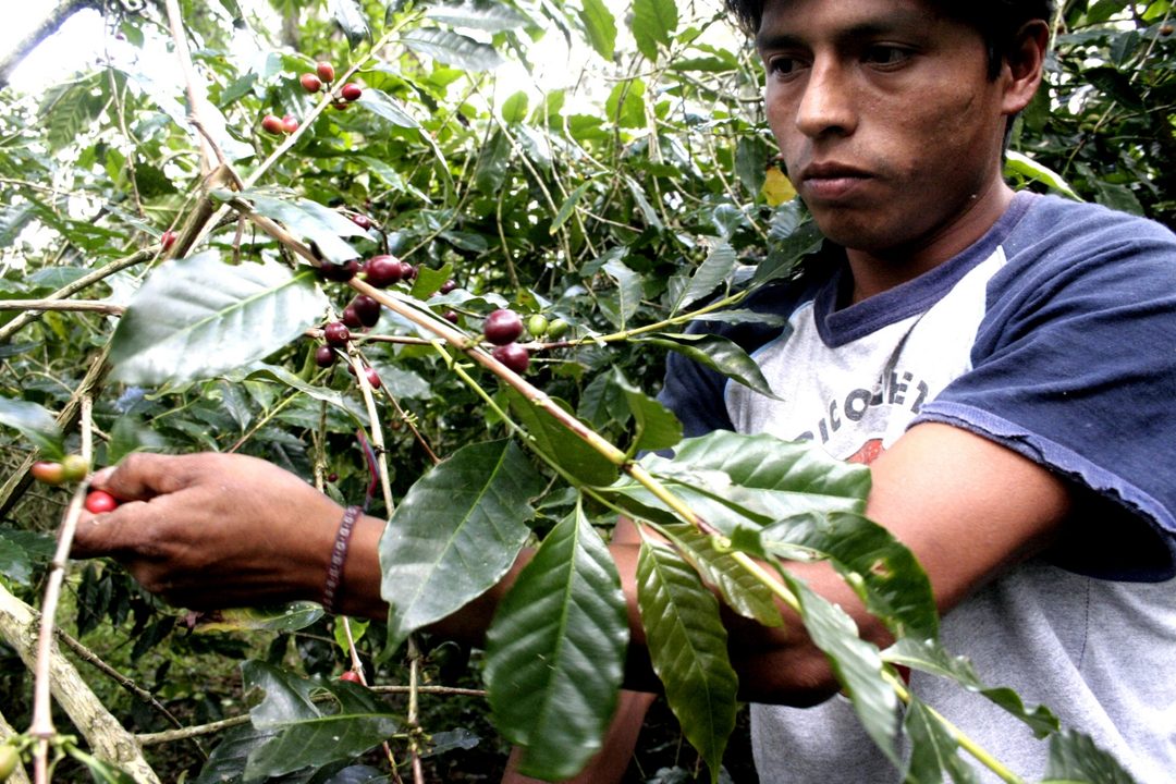 ID-64105-trabajador cafetales