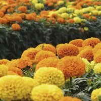 La planta que da hermosas flores amarillas y que es muy buscada porque repele los mosquitos y las plagas de tu jardín