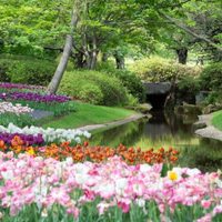 Qué flor es la ideal para vos y refleja tu personalidad, según tu fecha de nacimiento