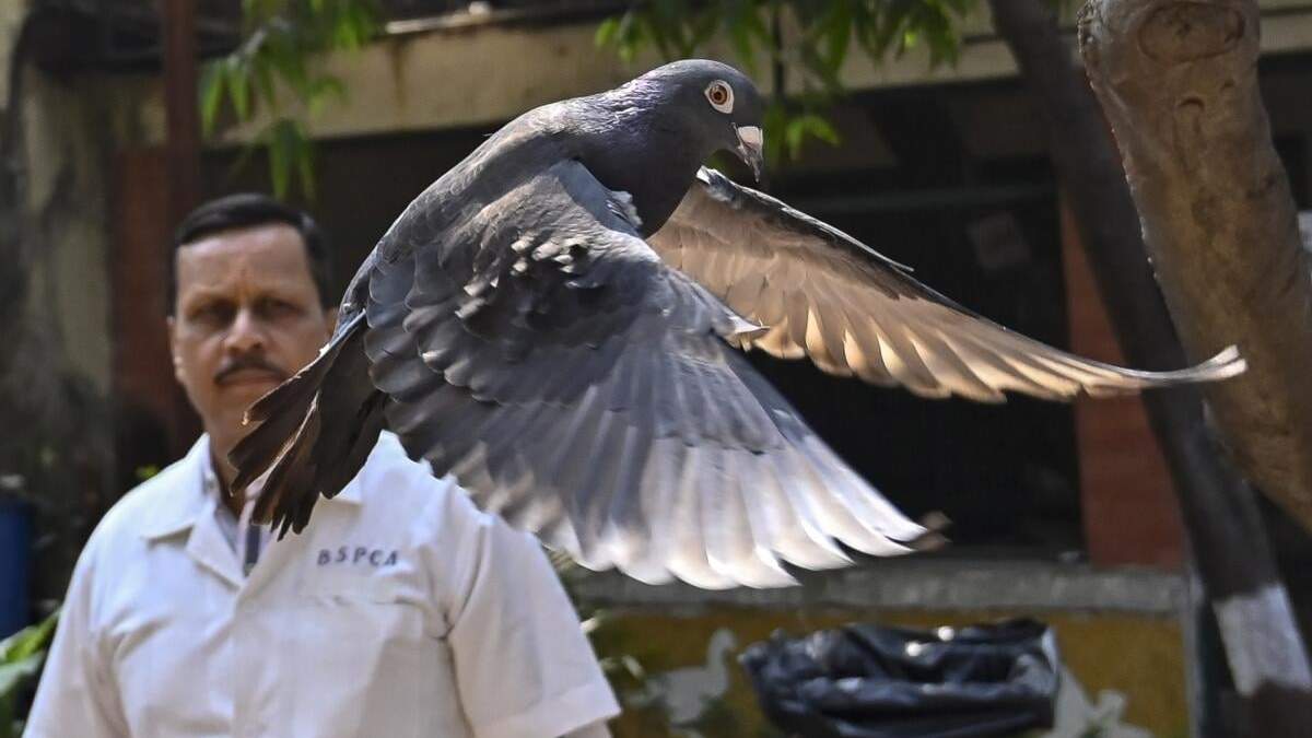 Una paloma que estuvo meses "detenida" por ser sospechosa de ser una espía de China, es liberada en un hospital veterinario en Mumbai, India