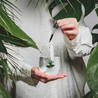 Natural, económico y efectivo: la receta del abono casero que mantiene tus plantas hermosas y sanas todo el año