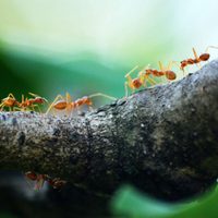 Hormigas