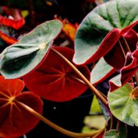 La planta de llamativas hojas y flores que es perfecta para darle un estilo naturista a tu jardín