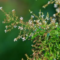 La planta con exquisito aroma cítrico dulce que crece rapidísimo y es un verdadero tesoro para tu salud