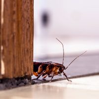 No gastes de más: hacé este insecticida casero, sin químicos, natural y mucho más barato