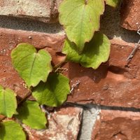 La hermosa y útil planta que muchos quieren en su jardín, pero que esconde un peligroso secreto