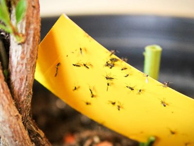 El truco de la abuela definitivo para terminar de una vez y para siempre con las moscas y mosquitos en tu hogar