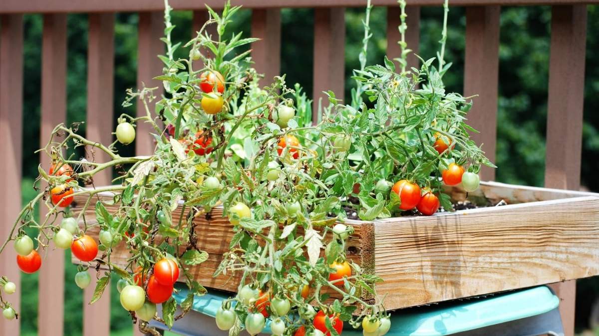 Cultivo de tomates. Fuente: (Instagram)