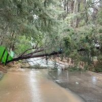 Por el temporal se cayeron más de 180 árboles y se inundaron 86 casas en Mendoza