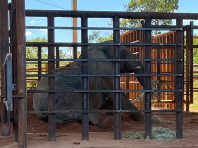 La elefanta Kenya llegó al santuario de Brasil