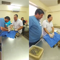 La participación de Gaido en la cirugía de un gato: de los buscados aplausos a un repudio general