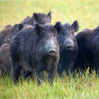 Río Negro: cazadores respaldan nuevas trampas para controlar jabalíes, pero advierten que no son la solución definitiva