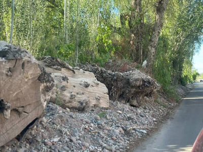 Luján de Cuyo: vecinos furiosos piden que saquen los troncos de la calle Vieytes