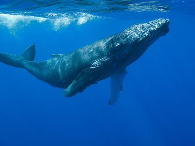Un canto a través del océano: unas ballenas pueden transmitir sus canciones de Australia a Ecuador