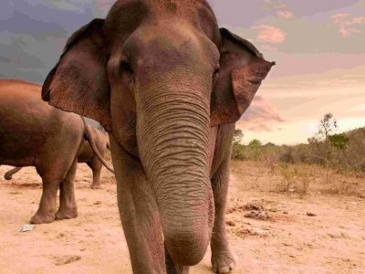 Lamentable: hallan sin vida a una manada de elefantes salvajes en una reserva en la India
