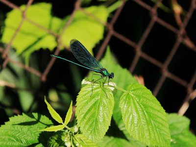 Curiosidades sobre la libélula, el insecto "cazador" que vas a querer tener en tu jardín por una importante razón