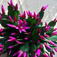 La forma más efectiva para reproducir una de las plantas favoritas de los jardineros