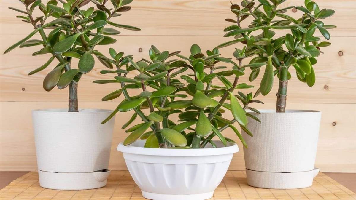 Plantas. Fuente: (Canva)
