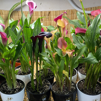 El tip secreto para que tus Calas no se pudran ni mueran y den flores año tras año