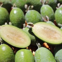 Conocé esta exótica planta cuyos frutos tienen el sabor más particular