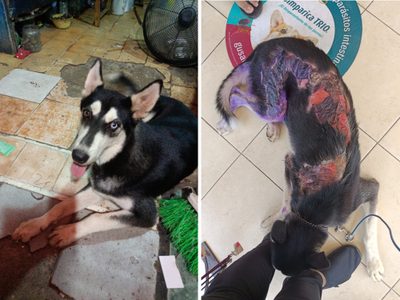 Queman con aceite hirviendo a “Lobo”, un perro Husky de 10 meses, en Guerrero