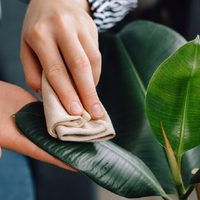 El secreto de la abuela para que tus plantas siempre se vean saludables y con las hojas más hermosas