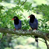 El llamativo pájaro de color azul intenso, pariente de las urracas y los cuervos, que destaca por su inteligencia