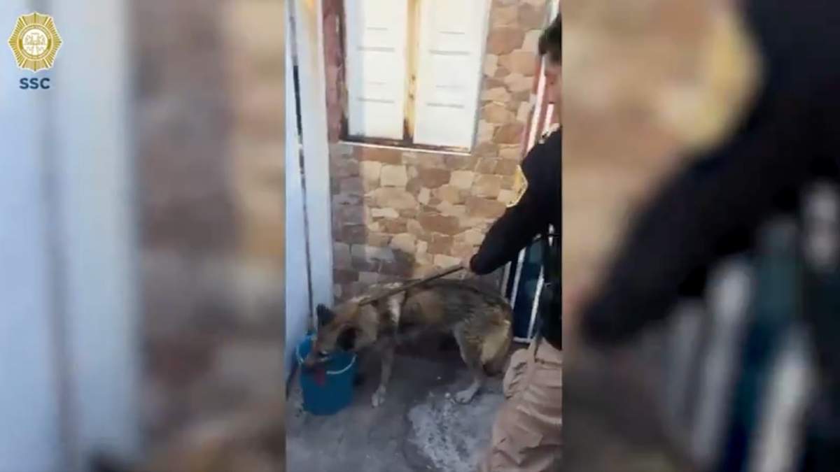 Lobo capturado