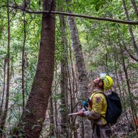 VIDEO: Bomberos australianos salvan en una misión secreta un bosque de 'árboles dinosaurio'