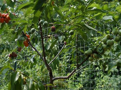 El árbol ideal para tu jardín que da frutos muy dulces y florece más de una vez en el año