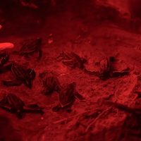 En Panamá otorgan derechos legales a las tortugas marinas