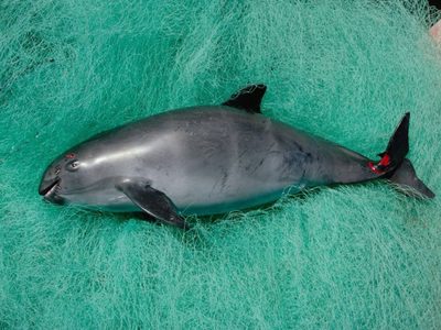 Vaquita marina al borde de la extinción; WWF llama a la acción