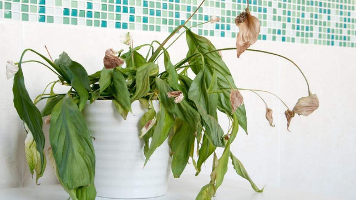 Planta. Fuente: (Instagram)