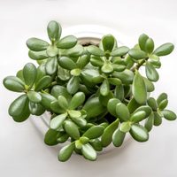 La planta fácil de cultivar que necesitás sí o sí en casa si querés multiplicar tu dinero