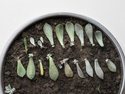 Seguí estos tips para reproducir suculentas por hojas y lograr que se reproduzcan sin marchitarse