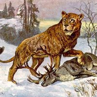 ADN antiguo explica la desaparición de los leones en Norteamérica