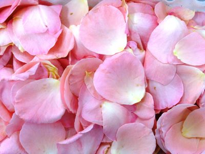 No gastés más en ambientador: mirá cómo hacer uno casero con pétalos de rosas