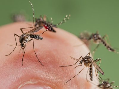 No gastes fortuna: con pocos ingredientes, creá esta efectiva vela repelente de mosquitos